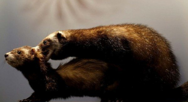 Páření fretek: vlastnosti a tipy